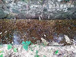 竹蝗噴粉防治效果